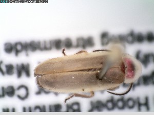  ( - GRSM83693)  @11 [ ] CreativeCommons  Attribution Non-Commercial Share-Alike (2025) Discover Life in America Discover Life in America