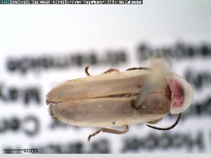  ( - GRSM83693)  @11 [ ] CreativeCommons  Attribution Non-Commercial Share-Alike (2025) Discover Life in America Discover Life in America