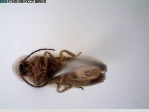  ( - GRSM83693)  @11 [ ] CreativeCommons  Attribution Non-Commercial Share-Alike (2025) Discover Life in America Discover Life in America