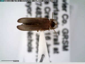  (Phausis reticulata - GRSM83726)  @11 [ ] CreativeCommons  Attribution Non-Commercial Share-Alike (2025) Discover Life in America Discover Life in America