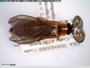  (Phengodes laticollis - GRSM84223)  @11 [ ] CreativeCommons  Attribution Non-Commercial Share-Alike (2025) Discover Life in America Discover Life in America