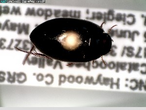  ( - GRSM85596)  @11 [ ] CreativeCommons  Attribution Non-Commercial Share-Alike (2025) Discover Life in America Discover Life in America