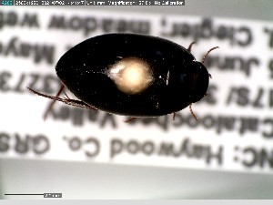  ( - GRSM85596)  @11 [ ] CreativeCommons  Attribution Non-Commercial Share-Alike (2025) Discover Life in America Discover Life in America