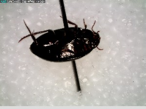  ( - GRSM85596)  @11 [ ] CreativeCommons  Attribution Non-Commercial Share-Alike (2025) Discover Life in America Discover Life in America