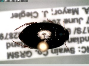  ( - GRSM85887)  @11 [ ] CreativeCommons  Attribution Non-Commercial Share-Alike (2025) Discover Life in America Discover Life in America