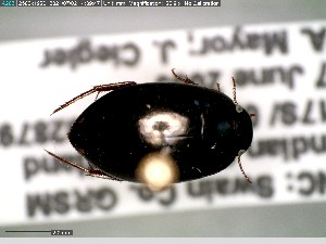  (Platambus flavovittatus - GRSM85887)  @11 [ ] CreativeCommons  Attribution Non-Commercial Share-Alike (2025) Discover Life in America Discover Life in America