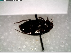  ( - GRSM85887)  @11 [ ] CreativeCommons  Attribution Non-Commercial Share-Alike (2025) Discover Life in America Discover Life in America