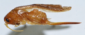  (Furcilarnaca fractiflexa - DBJ-15)  @13 [ ] CreativeCommons - Attribution (2010) Zhi-Jun Zhou Centre for Biodiversity Genomics