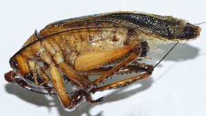  (Capnogryllacris elongate - DBJ-4)  @13 [ ] CreativeCommons - Attribution (2010) Zhi-Jun Zhou Centre for Biodiversity Genomics