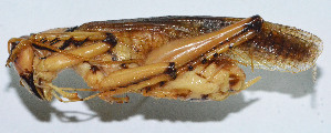  (Capnogryllacris nigromarginata - DBJ-8)  @13 [ ] CreativeCommons - Attribution (2010) Zhi-Jun Zhou Centre for Biodiversity Genomics