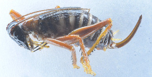  (Capnogryllacris sp. BD01 - DBJ-88)  @13 [ ] CreativeCommons - Attribution (2010) Zhi-Jun Zhou Centre for Biodiversity Genomics