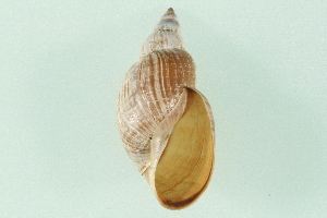  ( - 07PROBE 00687)  @14 [ ] CreativeCommons - Attribution (2010) CBG Photography Group Centre for Biodiversity Genomics