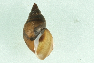  ( - 07PROBE 00638)  @14 [ ] CreativeCommons - Attribution (2010) CBG Photography Group Centre for Biodiversity Genomics