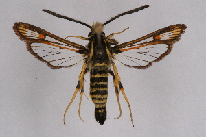  (Bembecia ichneumoniformis - FP Lep 00600)  @15 [ ] CreativeCommons - Attribution Non-Commercial Share-Alike (2009) Sesiidae Research Group Sesiidae Research Group