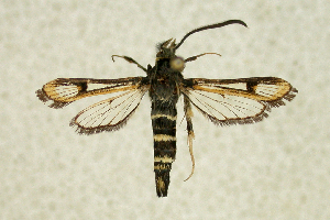  (Bembecia cf. parthica - CCDB-04616 A05)  @13 [ ] CreativeCommons - Attribution Non-Commercial Share-Alike (2010) Sesiidae Research Group Sesiidae Research Group