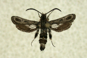  (Anaudia felderi - CCDB-04616 B09)  @14 [ ] CreativeCommons - Attribution Non-Commercial Share-Alike (2010) Sesiidae Research Group Sesiidae Research Group