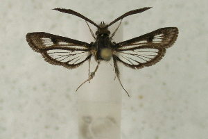  ( - CCDB-04616 C03)  @12 [ ] CreativeCommons - Attribution Non-Commercial Share-Alike (2010) Sesiidae Research Group Sesiidae Research Group