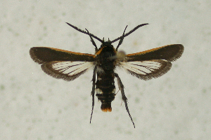  (Hagnogyna - CCDB-04616 C05)  @13 [ ] CreativeCommons - Attribution Non-Commercial Share-Alike (2010) Sesiidae Research Group Sesiidae Research Group