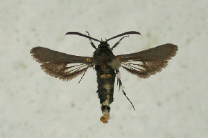  (Homogyna nama - CCDB-04616 D01)  @12 [ ] CreativeCommons - Attribution Non-Commercial Share-Alike (2010) Sesiidae Research Group Sesiidae Research Group