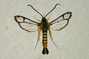  (Synanthedon xanthopasta - CCDB-04616 D06)  @11 [ ] CreativeCommons - Attribution Non-Commercial Share-Alike (2010) Sesiidae Research Group Sesiidae Research Group