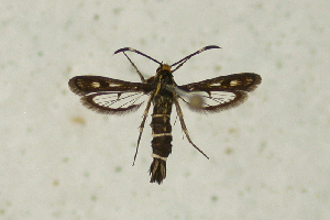  (Pyropteron meriaeformis - CCDB-04616 D10)  @14 [ ] CreativeCommons - Attribution Non-Commercial Share-Alike (2010) Sesiidae Research Group Sesiidae Research Group