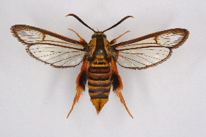  (Sphecodoptera scribai - CCDB-04609 G07)  @13 [ ] CreativeCommons - Attribution Non-Commercial Share-Alike (2010) Sesiidae Research Group Sesiidae Research Group