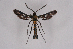  (Chamanthedon cf. melanoptera - CCDB-04609 H04)  @12 [ ] CreativeCommons - Attribution Non-Commercial Share-Alike (2010) Sesiidae Research Group Sesiidae Research Group