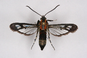 (Adixoa - CCDB-04610 C06)  @14 [ ] CreativeCommons - Attribution Non-Commercial Share-Alike (2010) Sesiidae Research Group Sesiidae Research Group