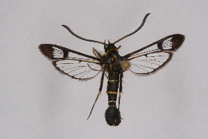  ( - CCDB-04610 F10)  @11 [ ] CreativeCommons - Attribution Non-Commercial Share-Alike (2010) Sesiidae Research Group Sesiidae Research Group