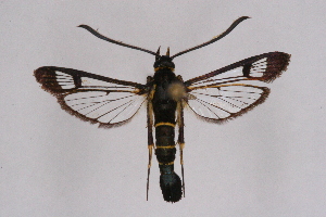  ( - CCDB-04610 F12)  @11 [ ] CreativeCommons - Attribution Non-Commercial Share-Alike (2010) Sesiidae Research Group Sesiidae Research Group