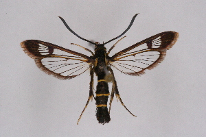  ( - CCDB-04610 G01)  @11 [ ] CreativeCommons - Attribution Non-Commercial Share-Alike (2010) Sesiidae Research Group Sesiidae Research Group