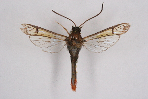  (Synanthedon ignifera - CCDB-04610 H05)  @12 [ ] CreativeCommons - Attribution Non-Commercial Share-Alike (2010) Sesiidae Research Group Sesiidae Research Group