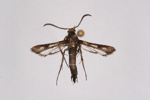  ( - CCDB-04611 C01)  @11 [ ] CreativeCommons - Attribution Non-Commercial Share-Alike (2010) Sesiidae Research Group Sesiidae Research Group