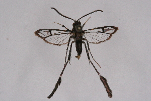  ( - CCDB-04611 E12)  @12 [ ] CreativeCommons - Attribution Non-Commercial Share-Alike (2010) Sesiidae Research Group Sesiidae Research Group