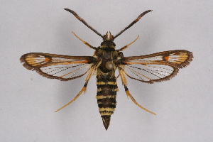  (Bembecia illustris - CCDB-04611 F08)  @13 [ ] CreativeCommons - Attribution Non-Commercial Share-Alike (2010) Sesiidae Research Group Sesiidae Research Group