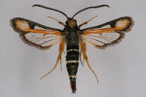  (Bembecia cf. turanica - CCDB-04643 F02)  @13 [ ] CreativeCommons - Attribution Non-Commercial Share-Alike (2010) Sesiidae Research Group Sesiidae Research Group