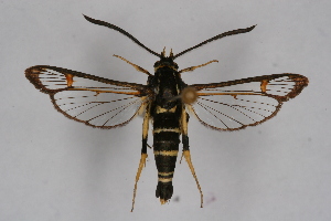  (Synanthedon cf. syriaca - CCDB-04687 F03)  @14 [ ] CreativeCommons - Attribution Non-Commercial Share-Alike (2010) Sesiidae Research Group Sesiidae Research Group