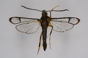  ( - CCDB-04686 E01)  @12 [ ] CreativeCommons - Attribution Non-Commercial Share-Alike (2010) Sesiidae Research Group Sesiidae Research Group