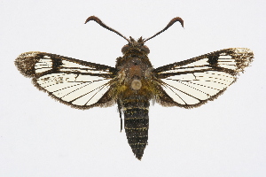  (Melittia sp - CCDB-04641 A05)  @14 [ ] CreativeCommons - Attribution Non-Commercial Share-Alike (2010) Sesiidae Research Group Sesiidae Research Group