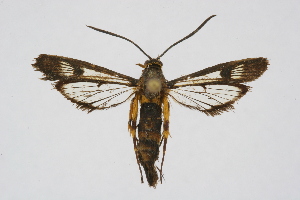  (Ceritrypetes - CCDB-04641 C09)  @13 [ ] CreativeCommons - Attribution Non-Commercial Share-Alike (2010) Sesiidae Research Group Sesiidae Research Group