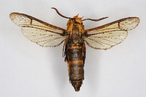  (Sphecodoptera okinawana - CCDB-04641 D05)  @11 [ ] CreativeCommons - Attribution Non-Commercial Share-Alike (2010) Sesiidae Research Group Sesiidae Research Group