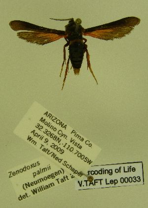  (Zenodoxus palmii - W. TAFT Lep 00033)  @12 [ ] CreativeCommons - Attribution Non-Commercial Share-Alike (2009) Sesiidae Research Group Sesiidae Research Group