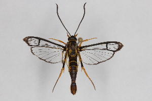  (Synanthedon flavipectus - CCDB-14564 C09)  @13 [ ] CreativeCommons - Attribution Non-Commercial Share-Alike (2012) Sesiidae Research Group Sesiidae Research Group