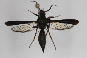  (Similisynagris aurea - CCDB-14564 E03)  @13 [ ] CreativeCommons - Attribution Non-Commercial Share-Alike (2012) Sesiidae Research Group Sesiidae Research Group