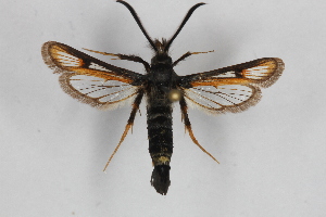  (Bembecia ceiformis - CCDB-14563 H01)  @14 [ ] CreativeCommons - Attribution Non-Commercial Share-Alike (2012) Sesiidae Research Group Sesiidae Research Group
