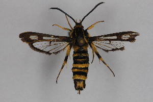  ( - CCDB-14565 D06)  @12 [ ] CreativeCommons - Attribution Non-Commercial Share-Alike (2012) Sesiidae Research Group Sesiidae Research Group
