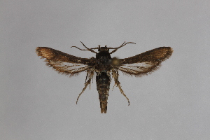  (Microsphecia tineiformis - CCDB-14566 A06)  @14 [ ] CreativeCommons - Attribution Non-Commercial Share-Alike (2013) Sesiidae Research Group Unspecified
