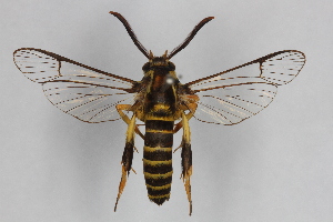  (Sphecodoptera rhynchioides - CCDB-14566 G09)  @15 [ ] CreativeCommons - Attribution Non-Commercial Share-Alike (2012) Sesiidae Research Group Unspecified