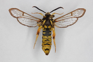  (Eusphecia pimplaeformis - CCDB-14566 G12)  @14 [ ] CreativeCommons - Attribution Non-Commercial Share-Alike (2012) Sesiidae Research Group Unspecified