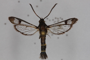  ( - CCDB-14648 D08)  @11 [ ] CreativeCommons - Attribution Non-Commercial Share-Alike (2012) Sesiidae Research Group Unspecified